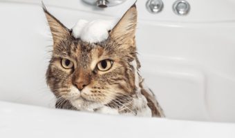best cat shampoo