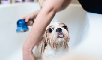best puppy shampoo