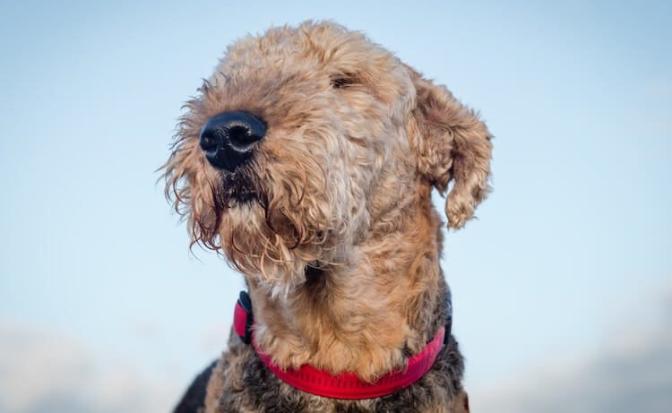 Airedale & Poodle Terrier Mix