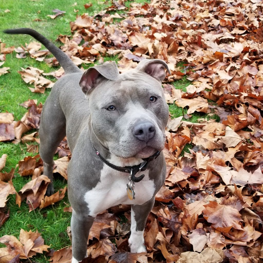 Blue Nose Pitbull Terrier