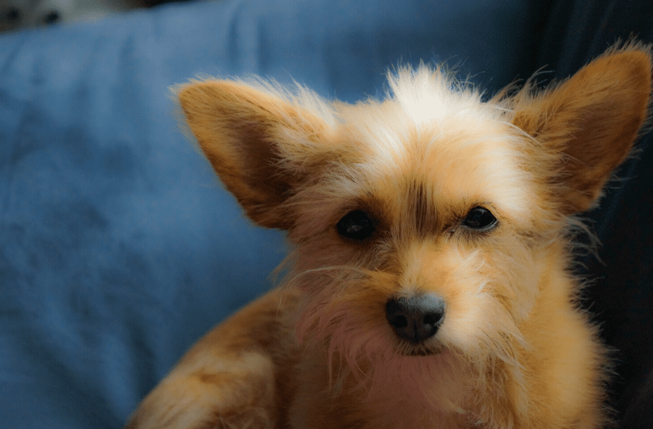 yorky and chihuahua mix