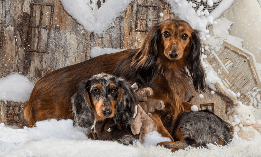 what is a doxie dog