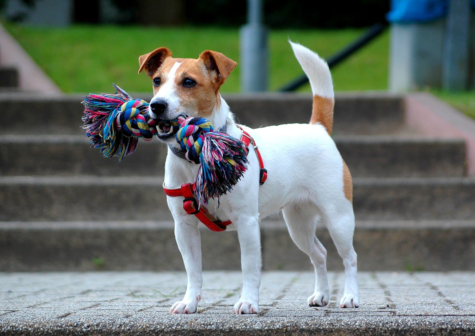 do terrier mix dogs shed