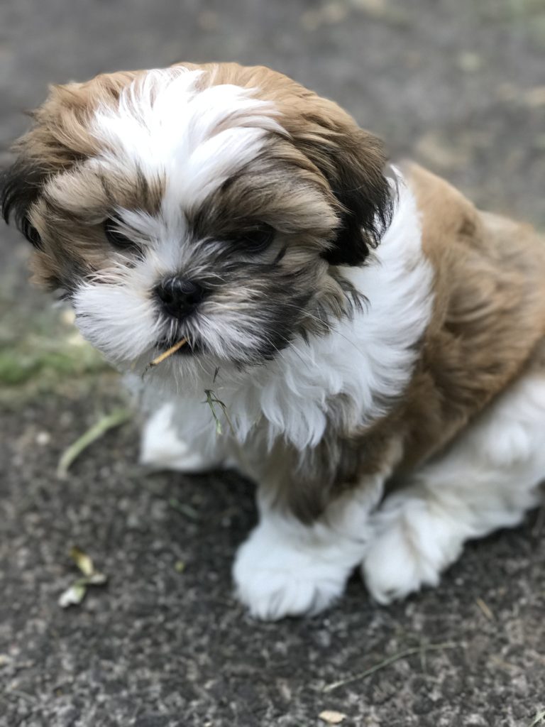 The Maltese Shih Tzu Complete Mix Breed Guide Animal