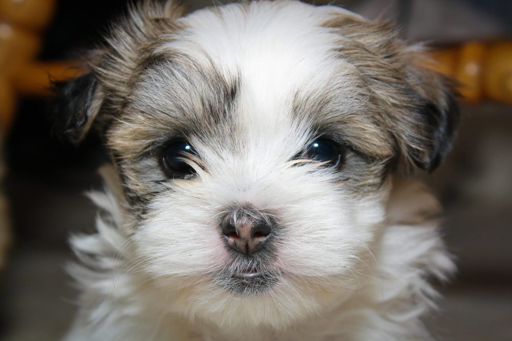 The Maltese Shih Tzu - Complete Mix Breed Guide