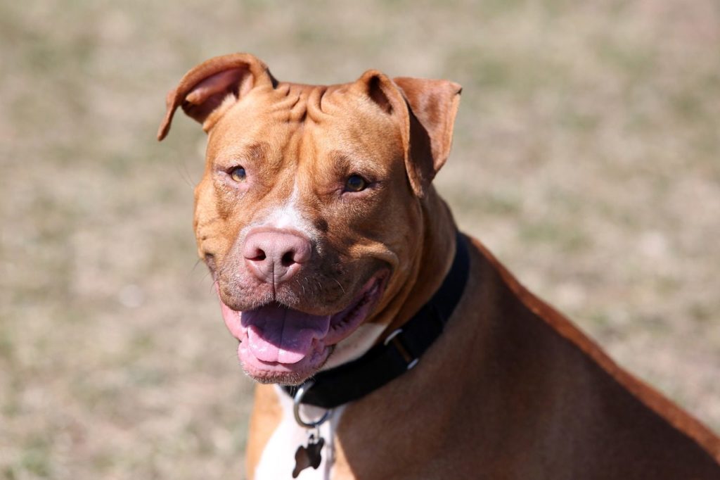 tidligere diagonal Mediator The Red Nose Pitbull - The Facts About This American Terrier - Animal Corner