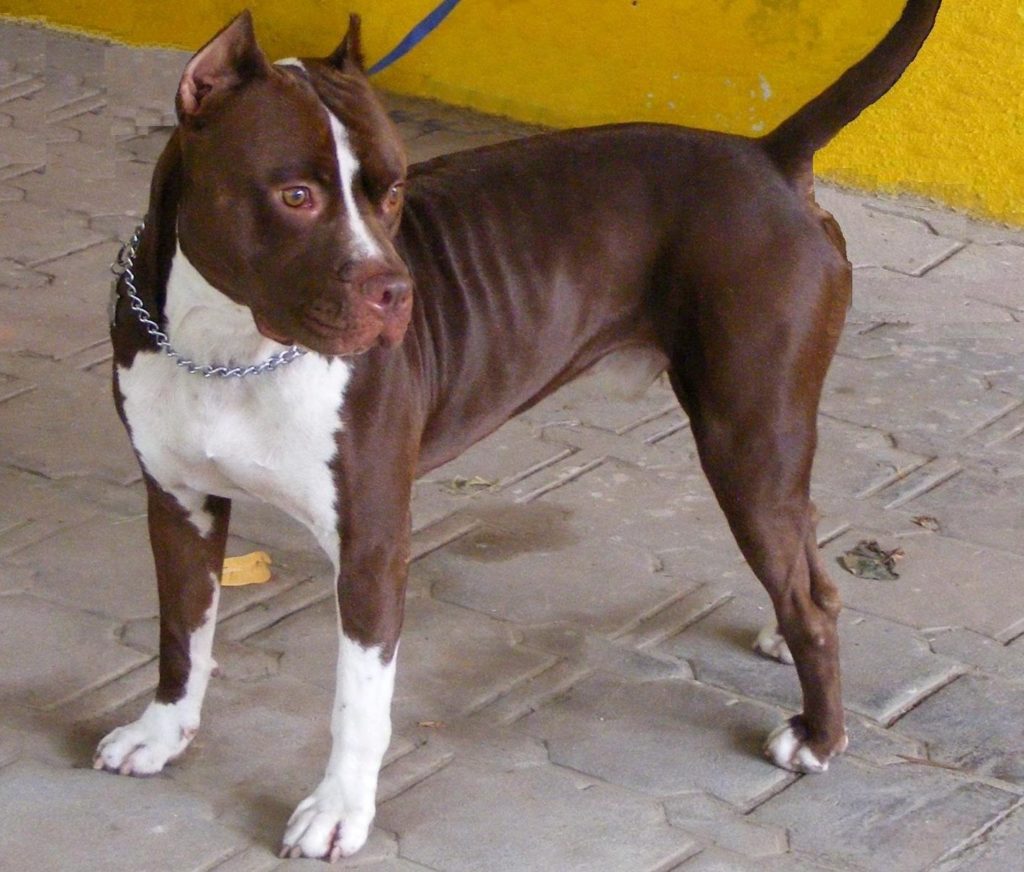 Red Nose Pitbull Terrier