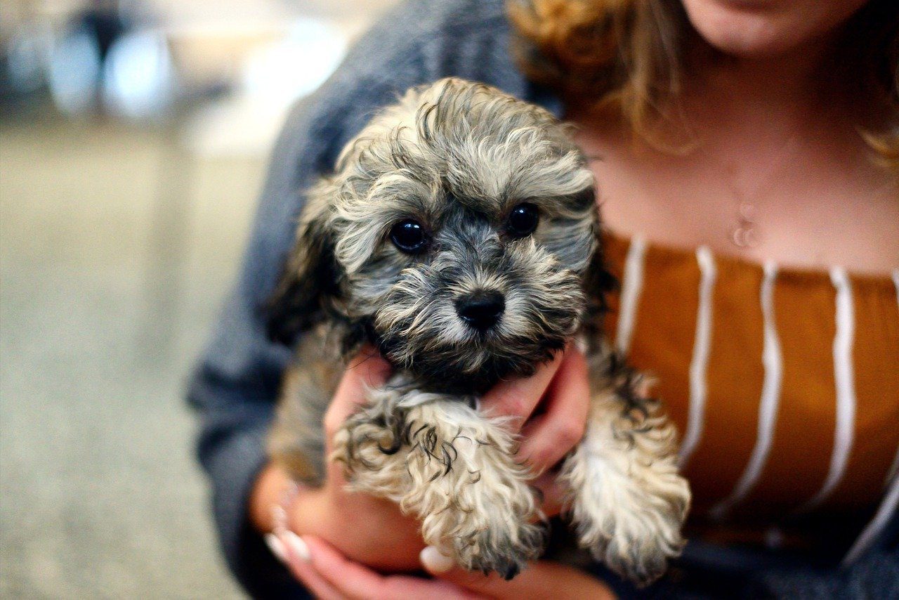 The Shih Poo - Shih Tzu Toy Poodle Cross Breed Guide