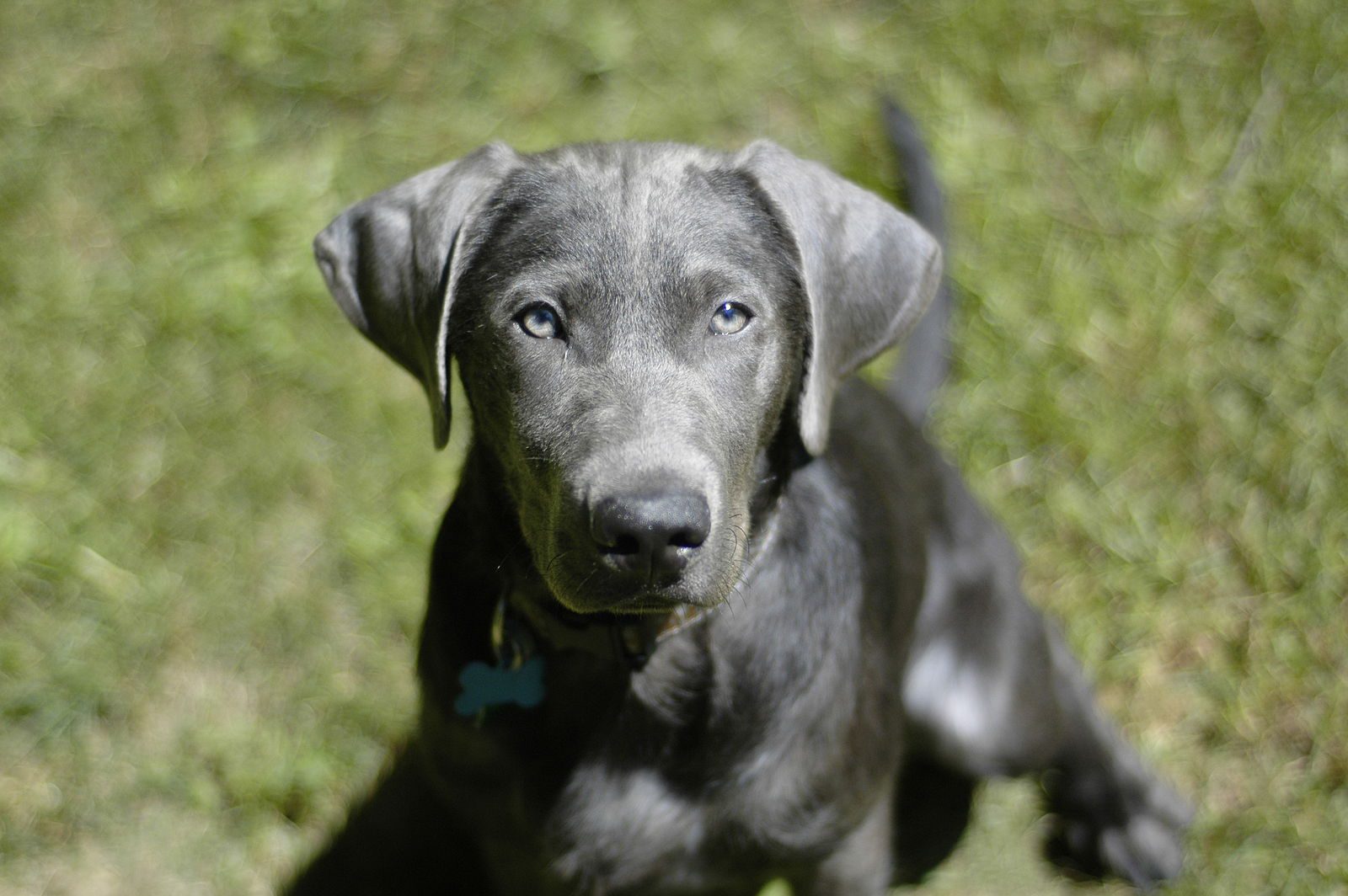 gray lab with blue eyes