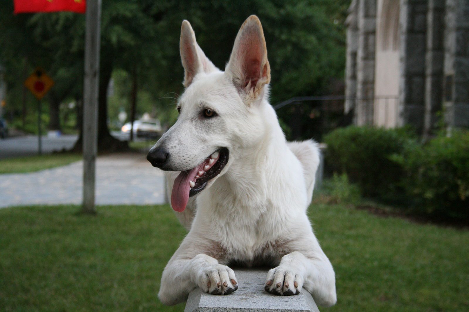The White German Shepherd - All The Facts About This Magnificent Breed -  Animal Corner