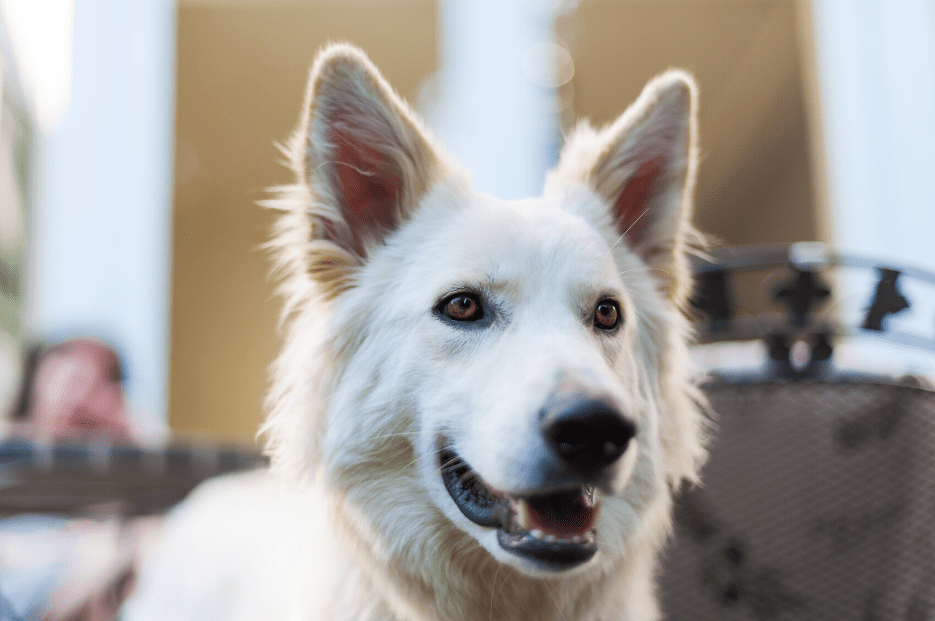 The White German Shepherd All The Facts About This Magnificent Breed Animal Corner