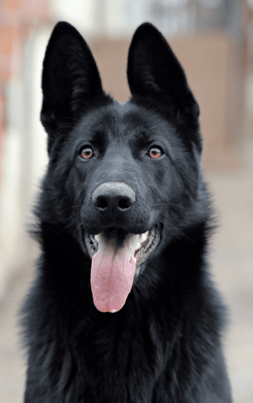 The Black German Shepherd - Everything You Need To Know - Animal Corner