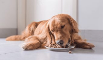dog food for sensitive stomach