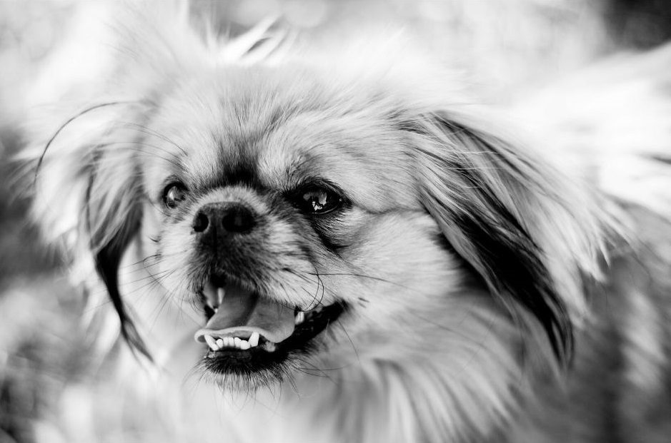 Long Haired Chihuahua - Complete Breed Guide