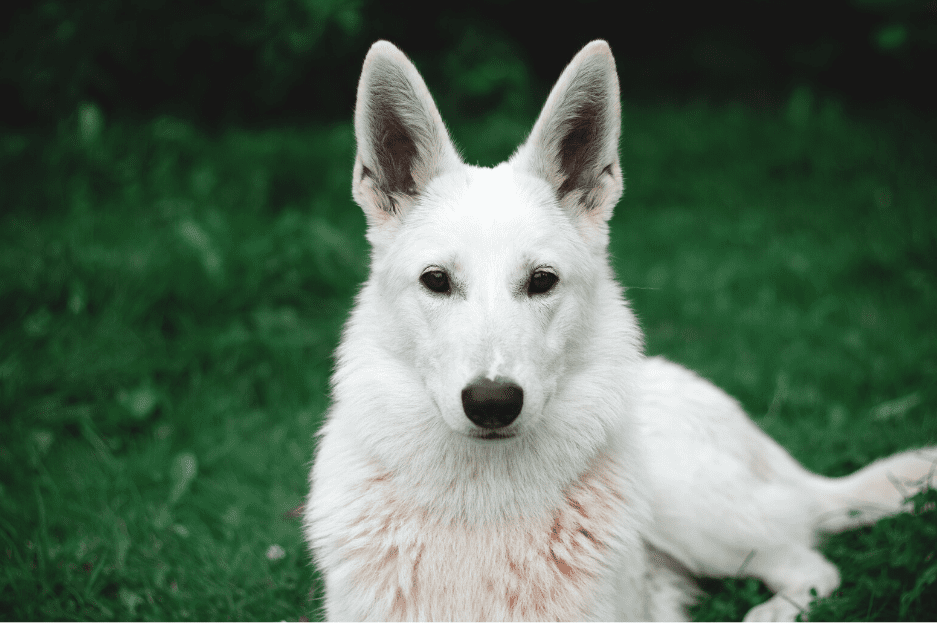 American White Shepherd Dog