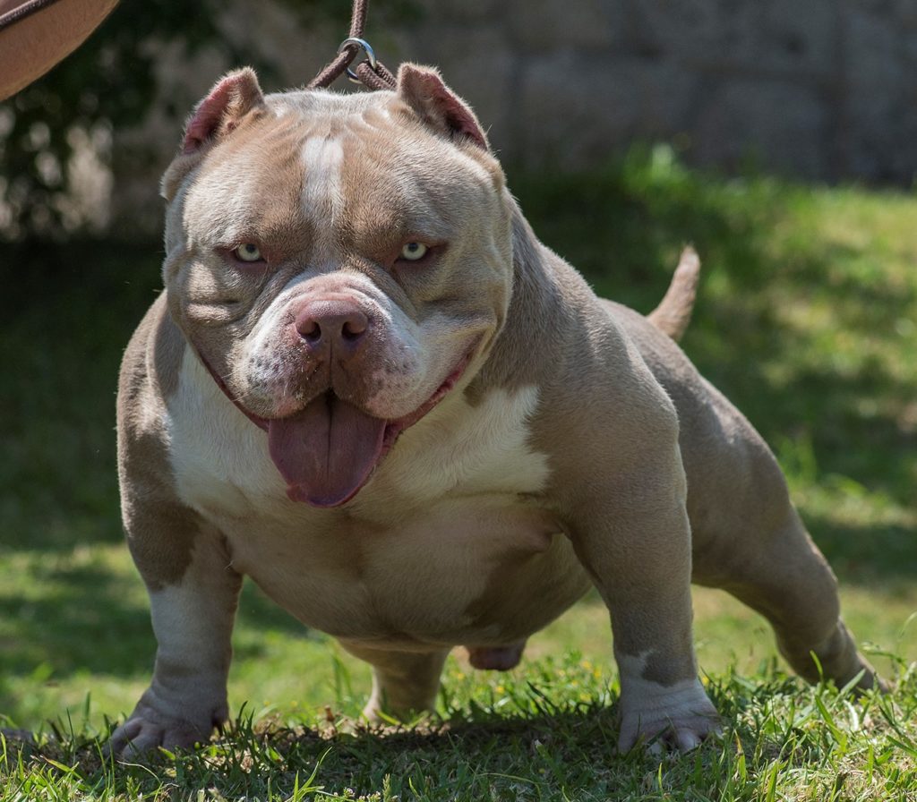 The American Bully Complete Guide & Facts Animal Corner