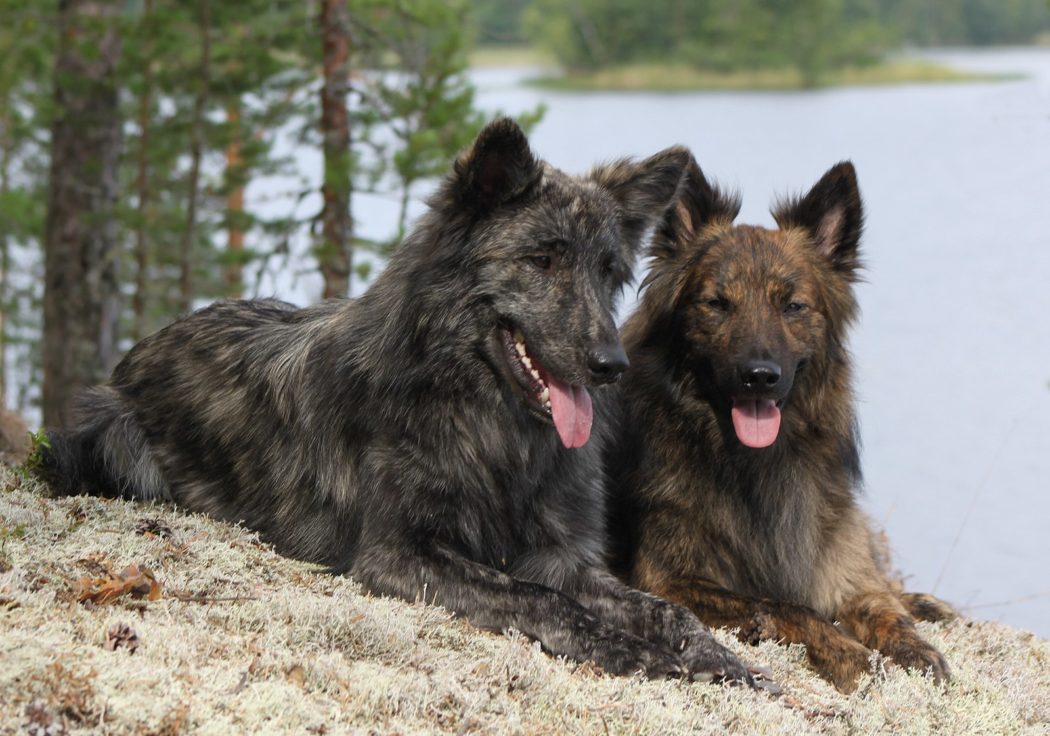 how many different breeds of dutch shepherds are there