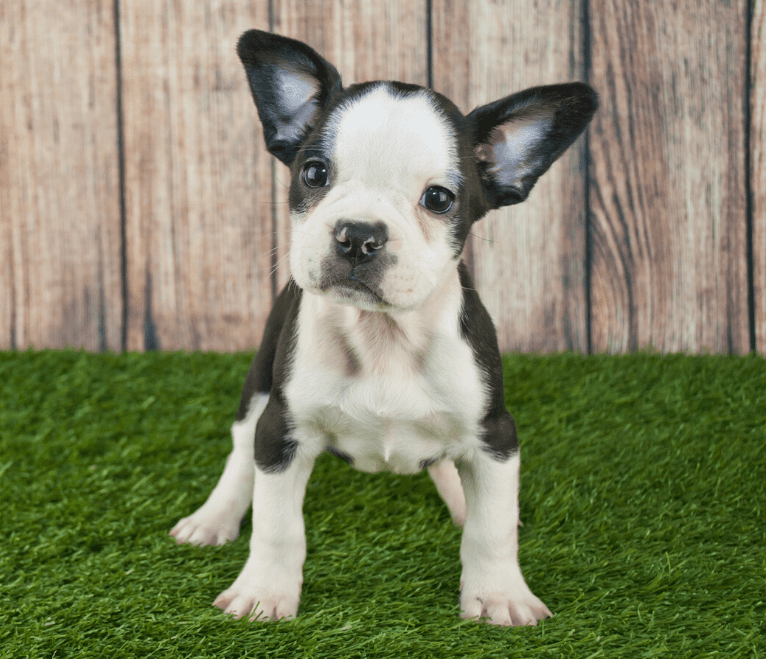 French Bulldog Boston Terrier Mix Puppies For Sale