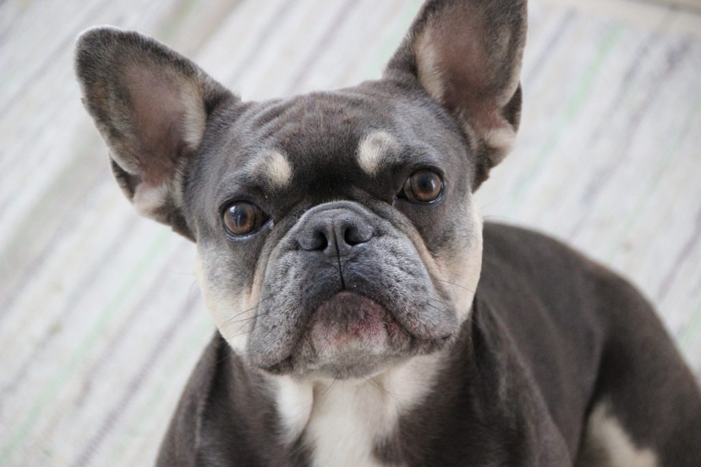The Frenchton - French Bulldog Boston Terrier Mix Breed Guide - Animal ...