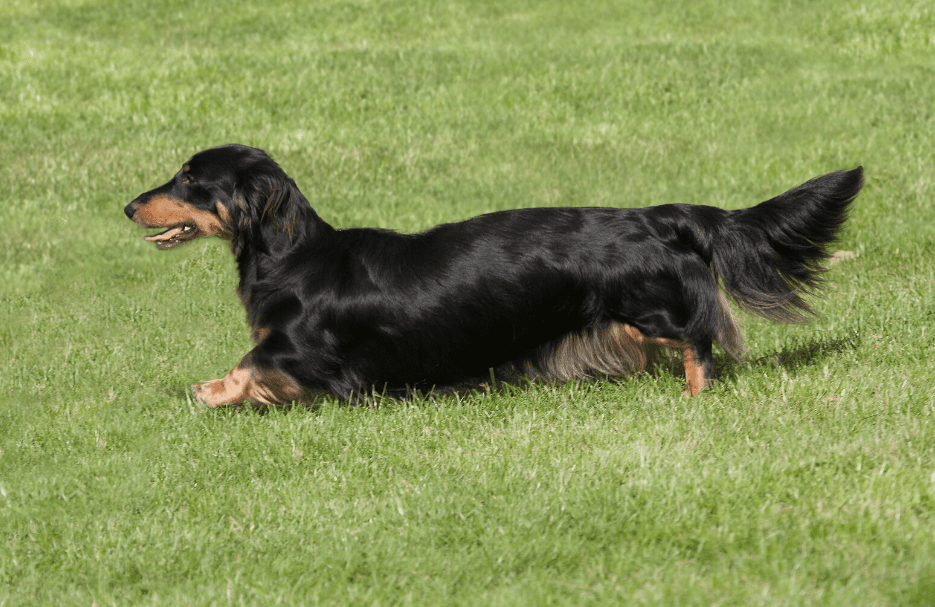 The Long Haired Dachshund - Owner Guide & Facts - Animal Corner