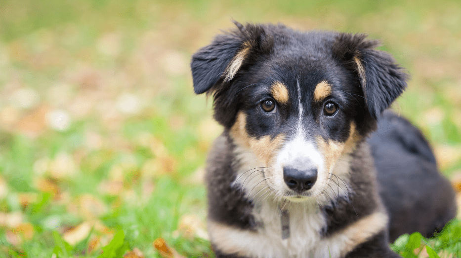 The Mini Australian Shepherd Dog - ( Mini Aussie ) - Animal Corner