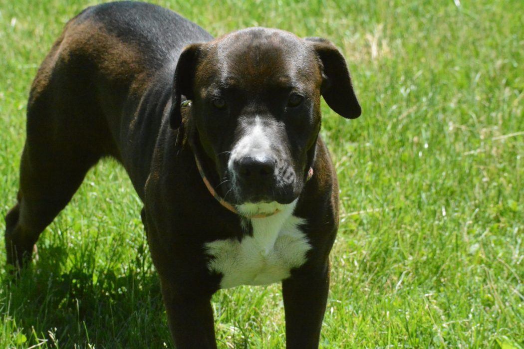 The Pitbull Lab Mix - Complete Owner Guide - Animal Corner