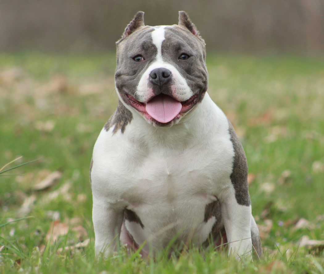 15 Best Types Of Bully Dog Breeds - A-Z Animals