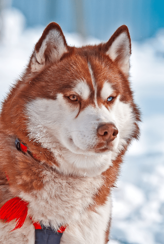 Red Husky Dog
