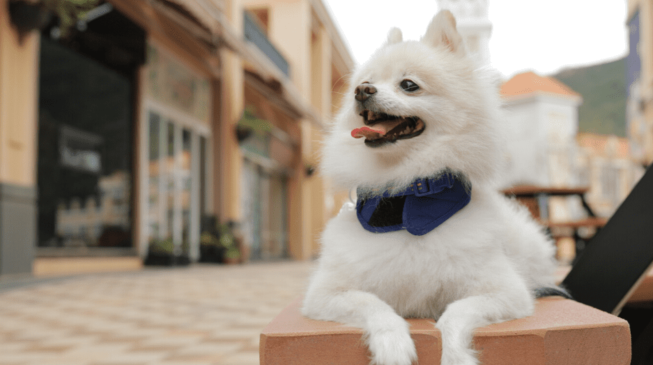 dog breed pomeranian white
