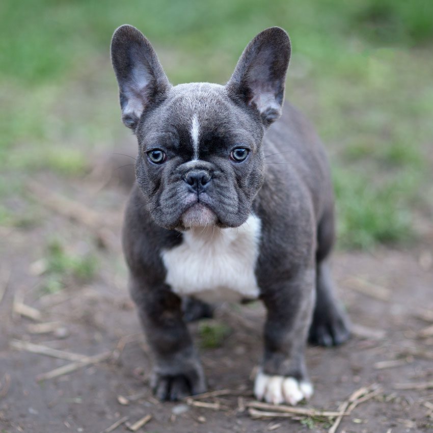 How Much For Blue French Bulldog