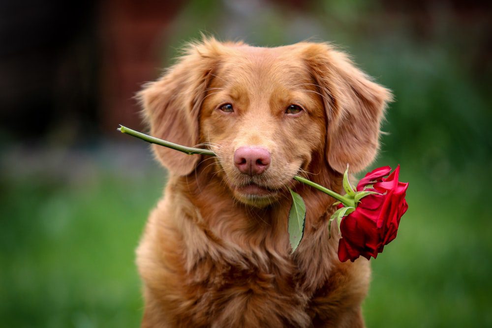 The Red Golden Retriever Complete Breed Guide Animal Corner