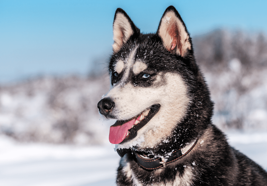 Are There Different Types Of Husky Dogs
