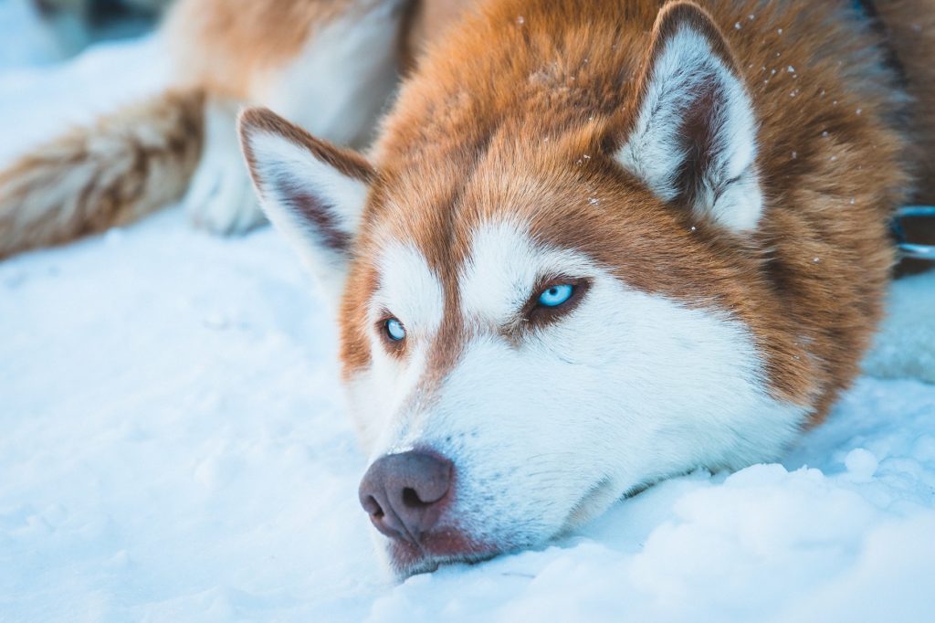 The Red Husky Breed Facts And Complete Guide Animal Corner