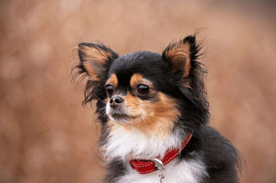 The Apple Head Chihuahua - Top Facts & Guide - Animal Corner