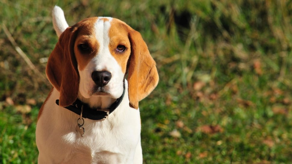 Beagle Mix Breeds - A Guide To the Different Crosses - Animal Corner