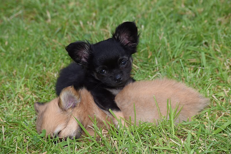 The Black Pomeranian - Everything You Need To - Animal Corner