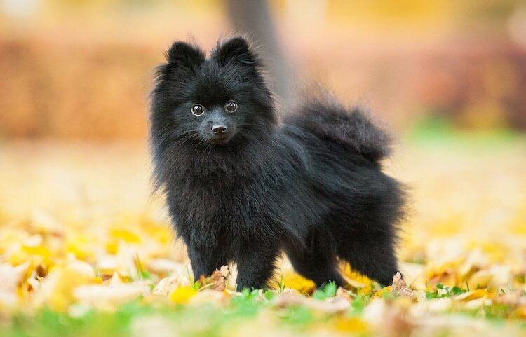 Black Pomeranian Dog