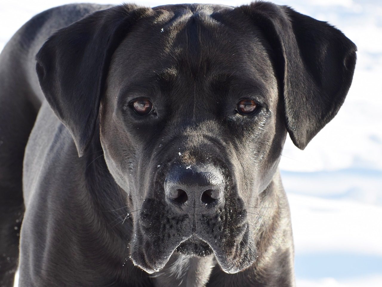 are cane corso good for hiking