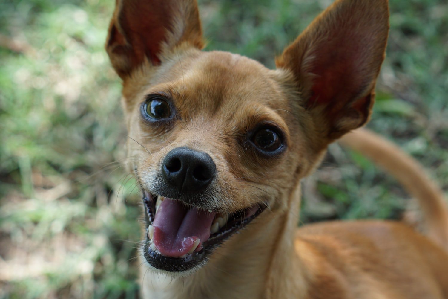 The Chihuahua Top Guide & Facts Animal Corner