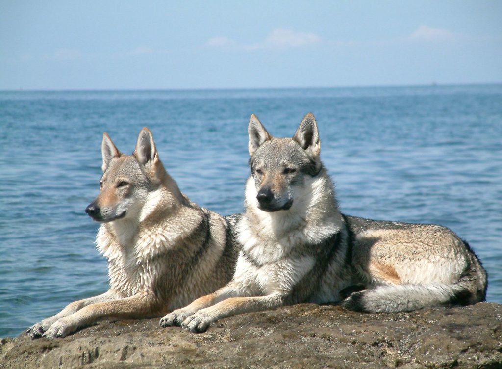 The Czechoslovakian Wolfdog Animal Corner