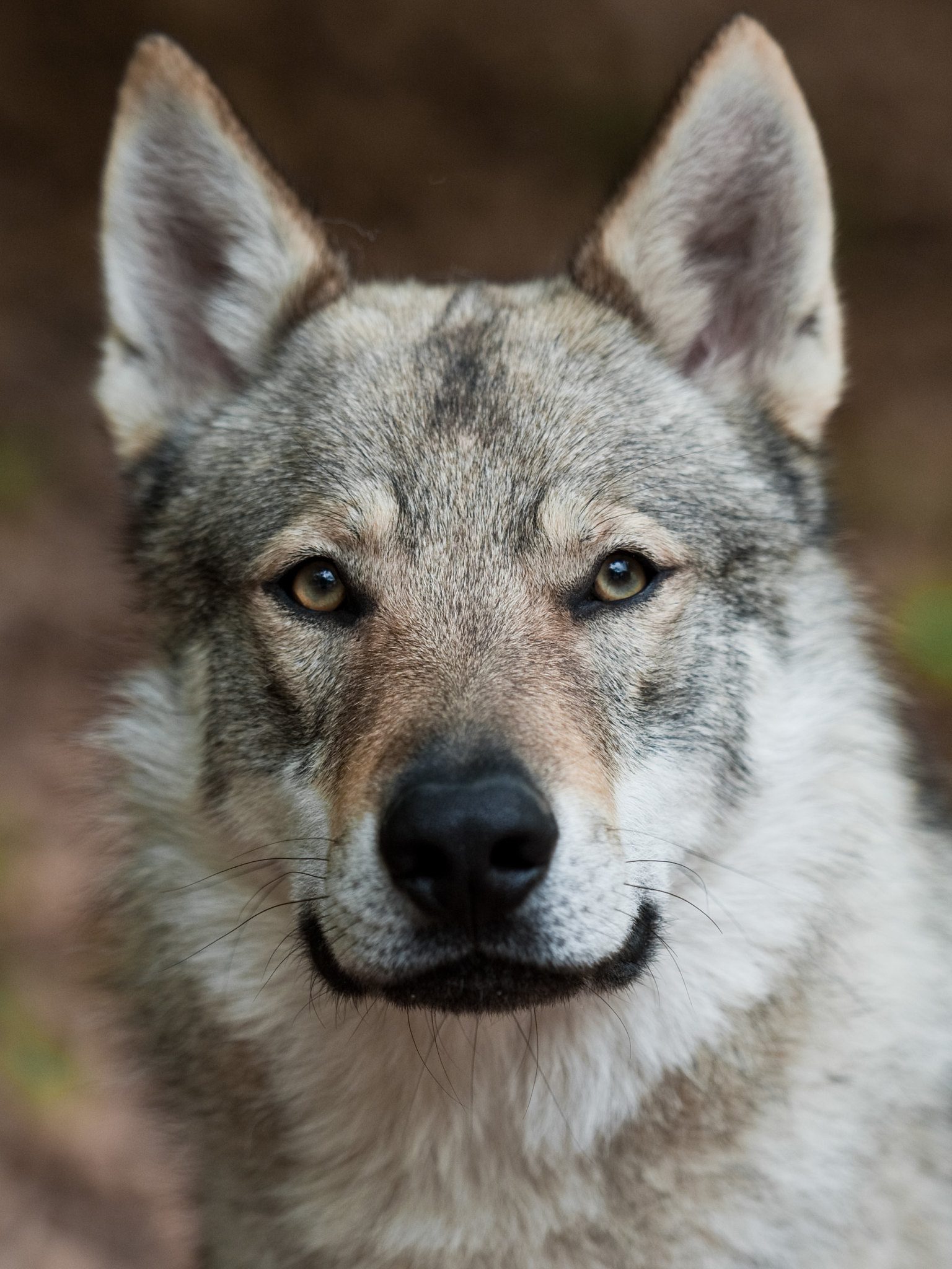 The Czechoslovakian Wolfdog Animal Corner