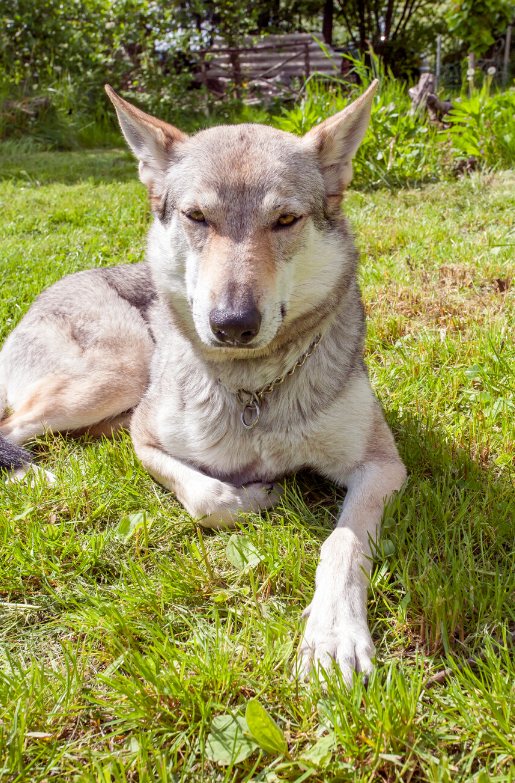 Czechoslovakian Wolfdog breed