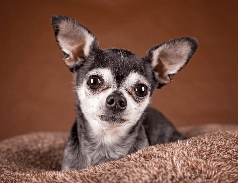 The Apple Head Chihuahua Top Facts & Guide Animal Corner