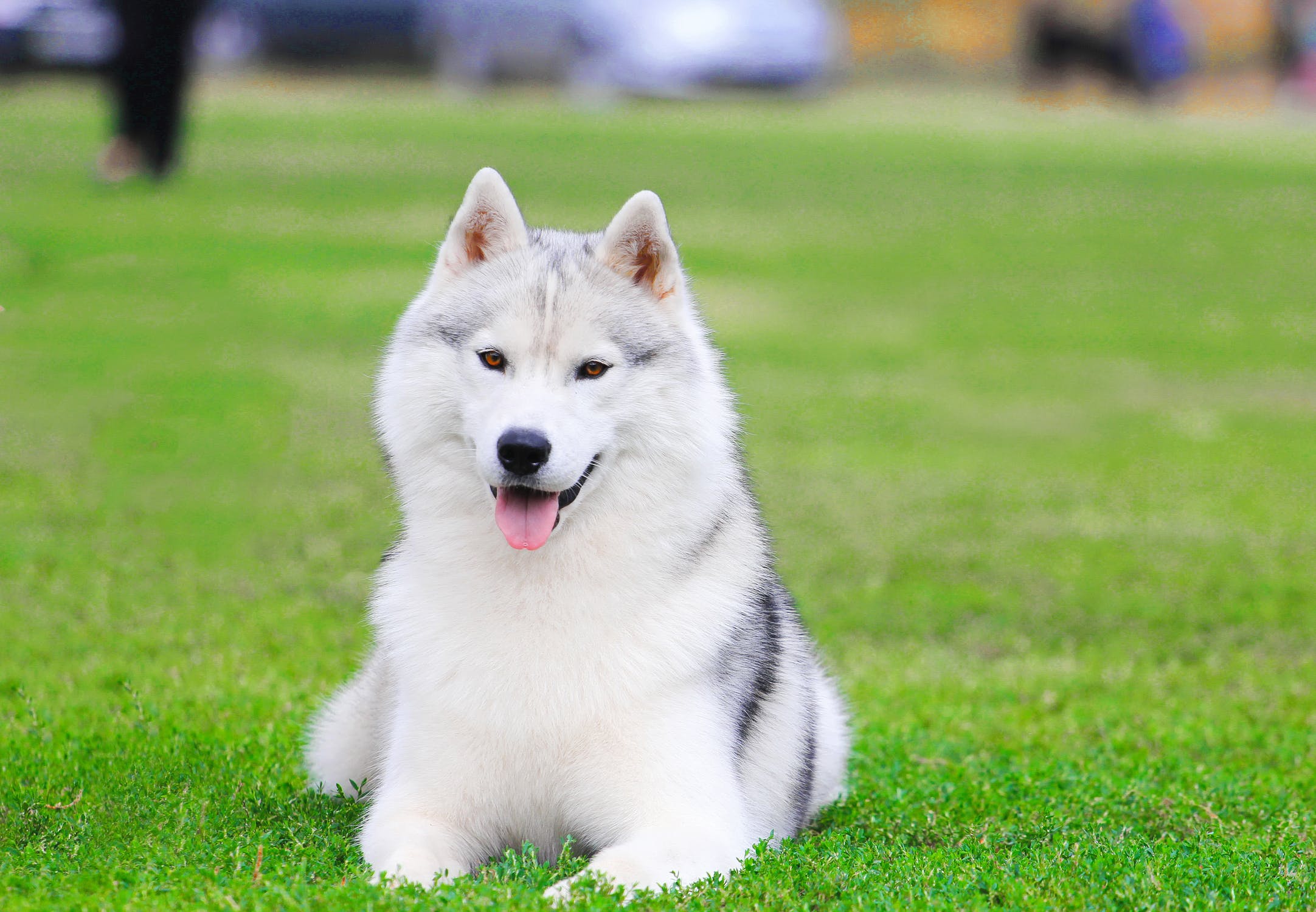 Are Siberian Huskies A Terrier