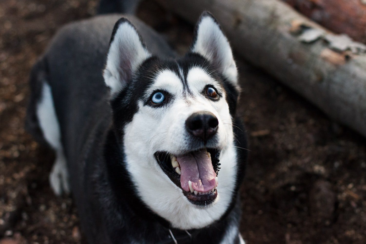 what are the different types of husky dogs