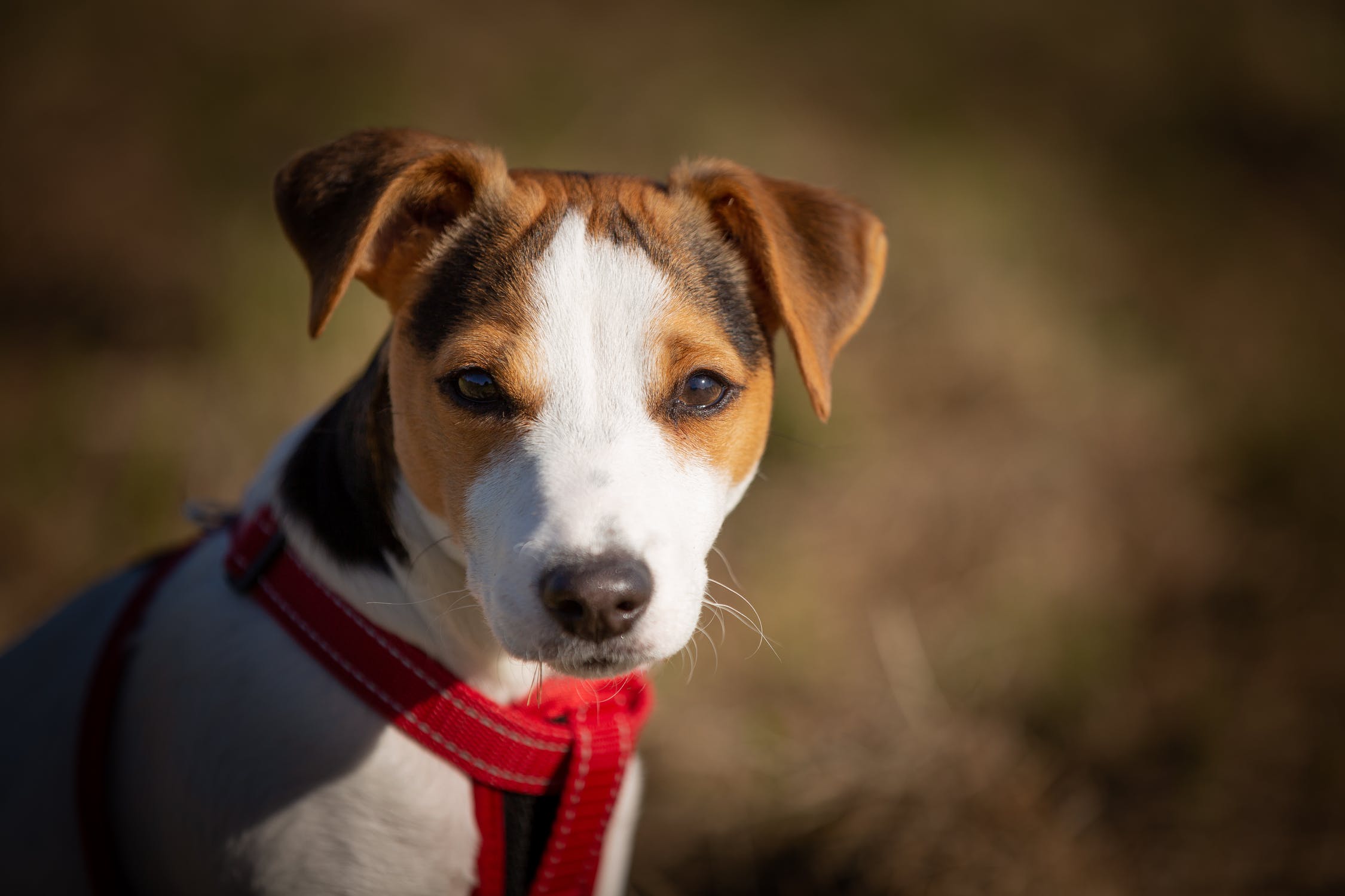 Jack Russell Chihuahua Mix: Your Lively and Feisty Companion - How Pet Care