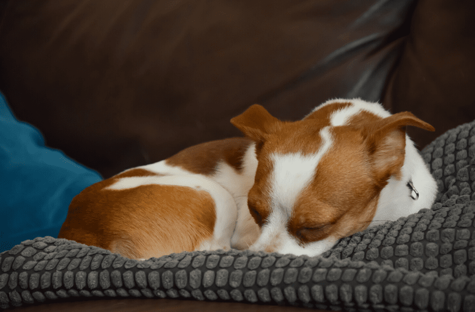 Jack Russell Chihuahua mix breed