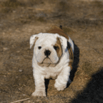 Miniature Bulldog