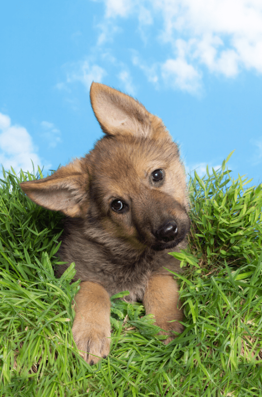 Is There A Smaller Breed Of German Shepherd