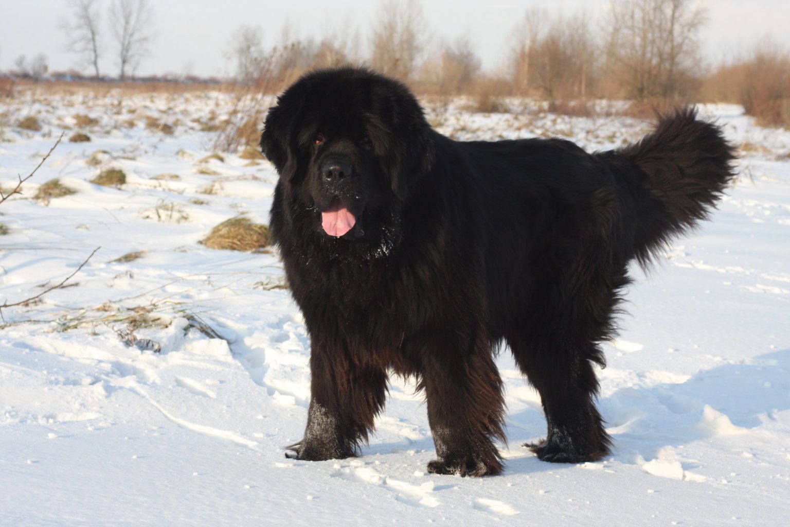 The Newfoundland Dog Complete Guide & Top Facts Animal Corner